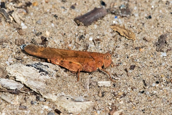 150809_NJ Palmyra Cove_3540acs