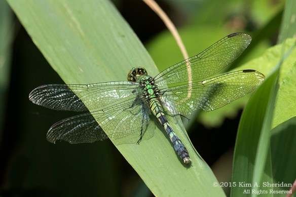 150809_NJ Palmyra Cove_3557acs