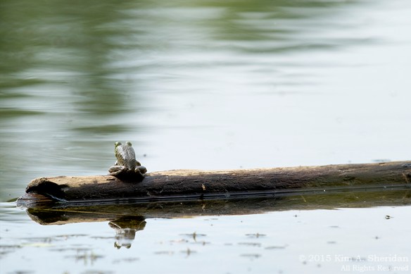 150809_NJ Palmyra Cove_3628acs