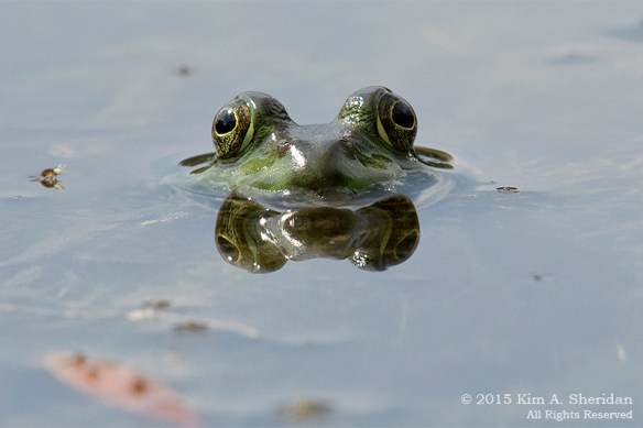 150809_NJ Palmyra Cove_3675acs