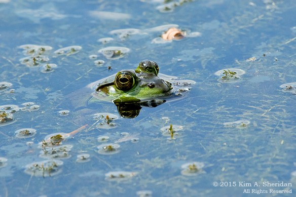 150809_NJ Palmyra Cove_3705acs