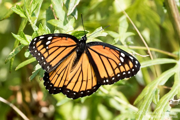 150809_NJ Palmyra Cove_3764acs