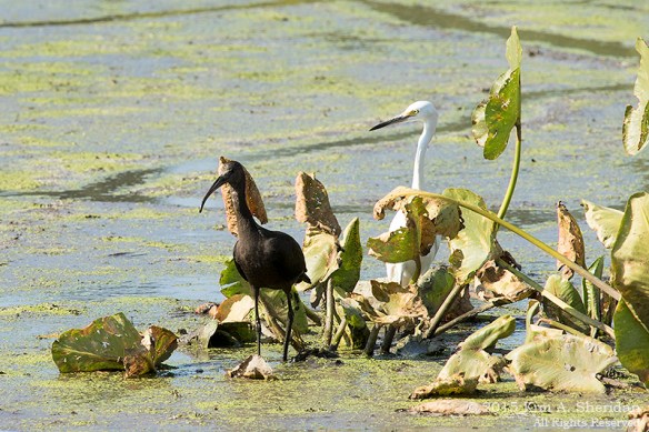 Glossy Ibis & Snowy Egret, John Heinz NWR