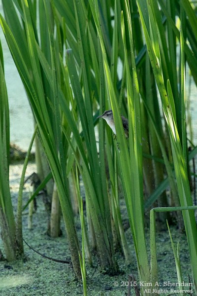 Marsh Wren, John Heinz NWR