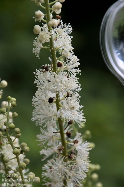 150704_VA Shenandoah National Park_0551acs