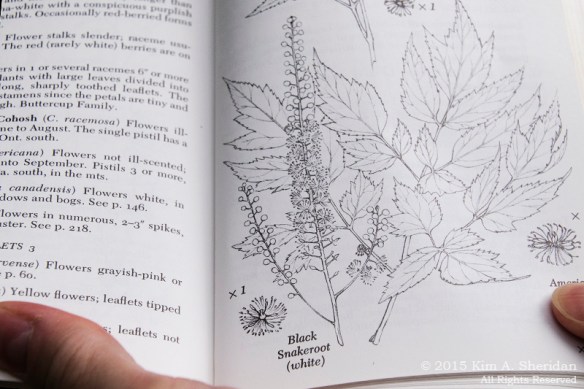 150704_VA Shenandoah National Park_0559acs