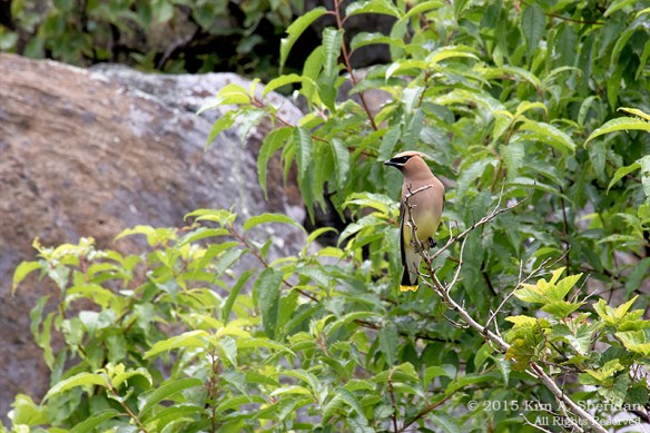 150704_VA Shenandoah National Park_0628acs