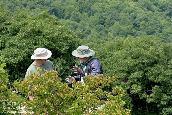 150704_VA Shenandoah National Park_0686acs