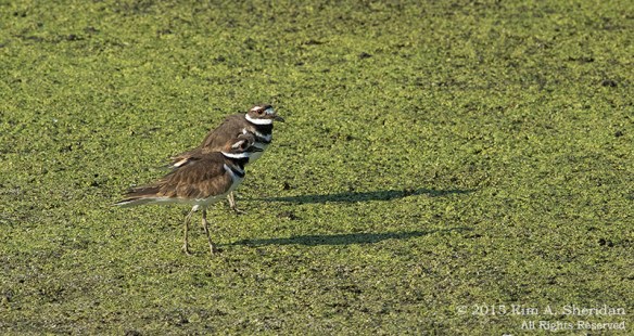 150829_PA HNWR Killdeer_6009acs