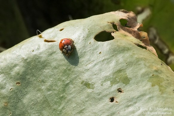 A small bug casts a big shadow