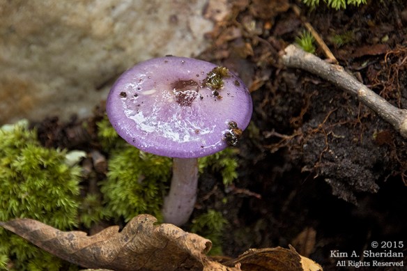 150705_VA Massanutten_0774acs