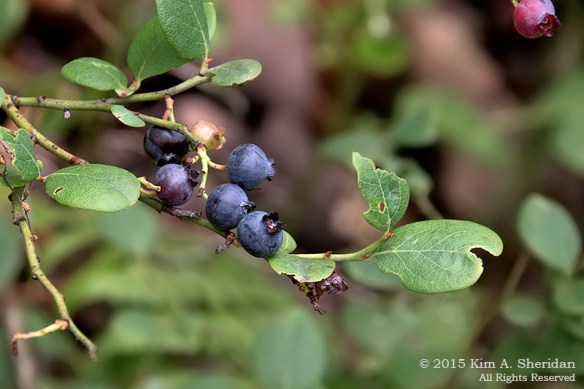 150705_VA Massanutten_0853acs