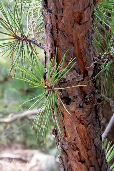 150705_VA Massanutten_0987acs