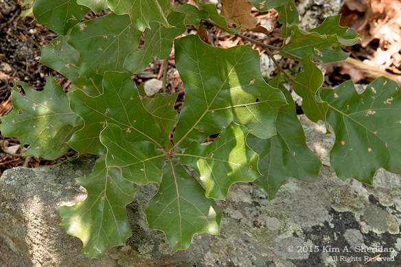 150705_VA Massanutten_0990a