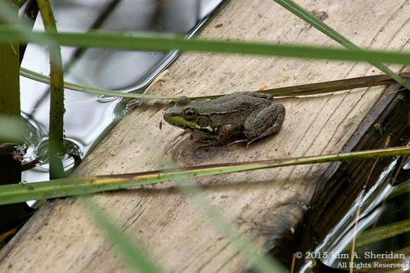 150820_MI LSP Lost Lake Trail_5134acs