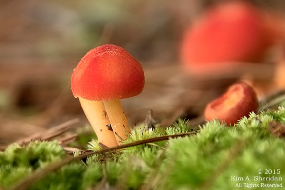 150820_MI LSP Lost Lake Trail_5156acs