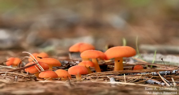 150820_MI LSP Lost Lake Trail_5163acs