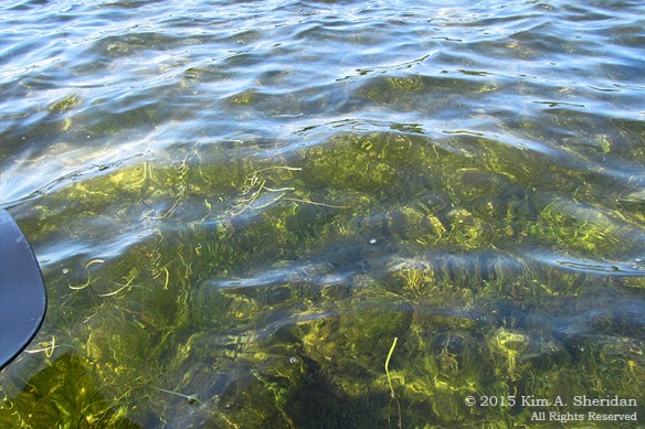 150821_MI LSP Hamlin Kayak_1550acs