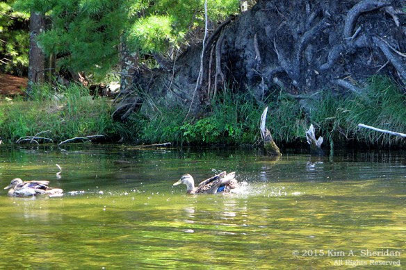 150821_MI LSP Hamlin Kayak_1900acs