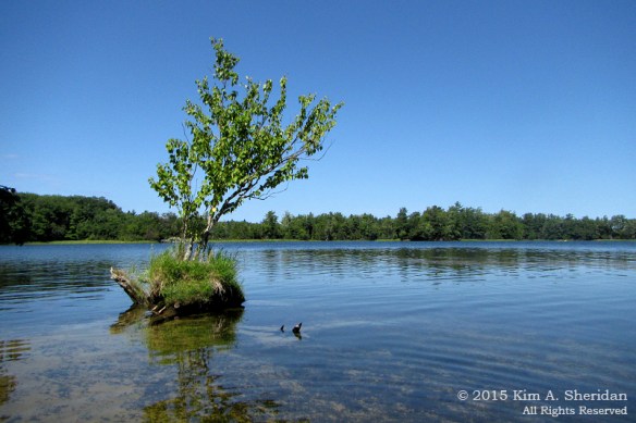 150821_MI LSP Hamlin Lake Kayak_1814acs