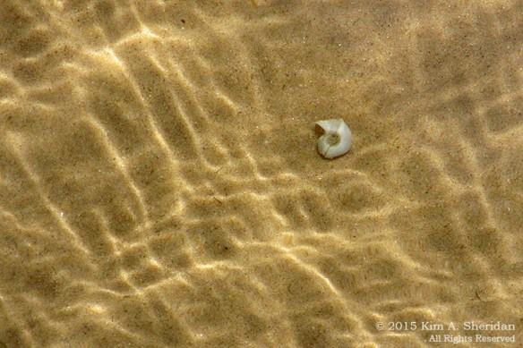 150821_MI LSP Lost Lake Kayak_1681acs