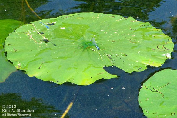150821_MI LSP Lost Lake Kayak_1712acs