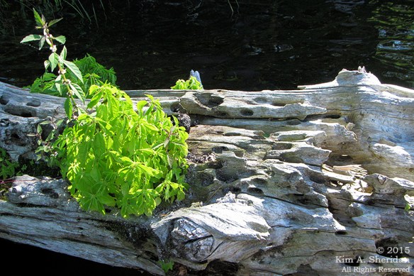 150821_MI LSP Lost Lake Kayak_1754acs