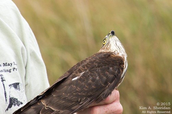 150926_NJ CM Meadows Hawk Demo_6335acs