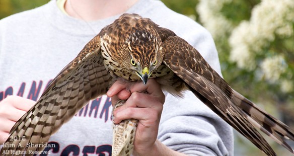 150926_NJ CM Meadows Hawk Demo_6433acs