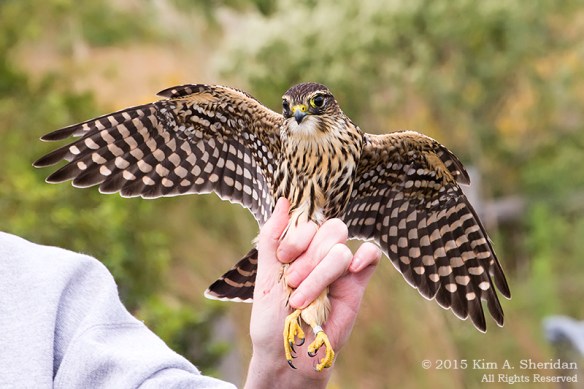150926_NJ CM Meadows Hawk Demo_6463acs