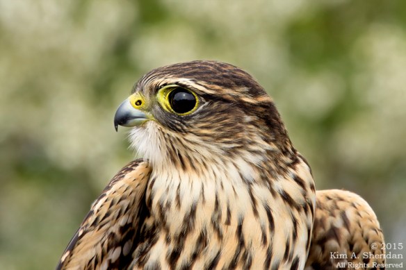 150926_NJ CM Meadows Hawk Demo_6501acs