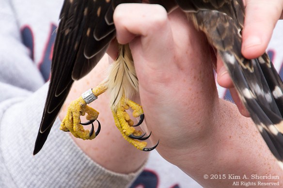 150926_NJ CM Meadows Hawk Demo_6524acs