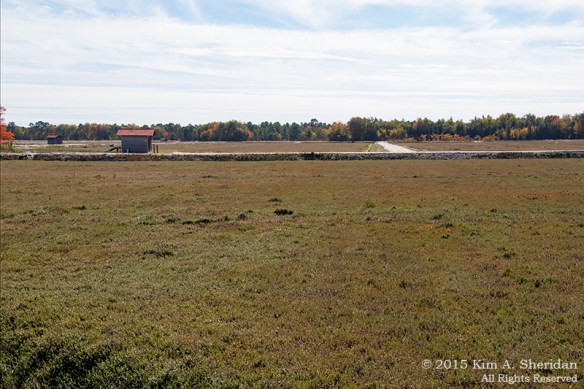 151010_NJ Pine Barrens_9019ac copy