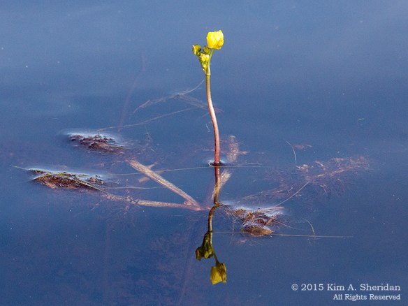 151021_Bladderwort at Harrisville Pond _6888