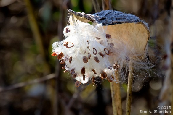 151026_PA Beltzville Fall_0699acs