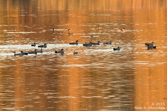 151104_PA HNWR Fall Evening_1852acs