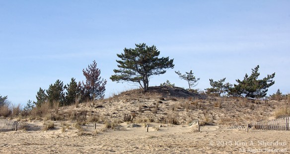 151127_DE Cape Henlopen State Park_6994acs