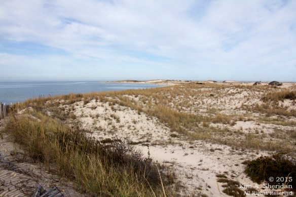 151127_DE Cape Henlopen State Park_7176acs