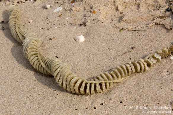 151127_DE Cape Henlopen State Park_7237acs