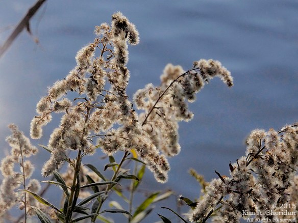 151206_PA Fort Mifflin_7767a