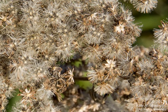 151206_PA Fort Mifflin_7825acs