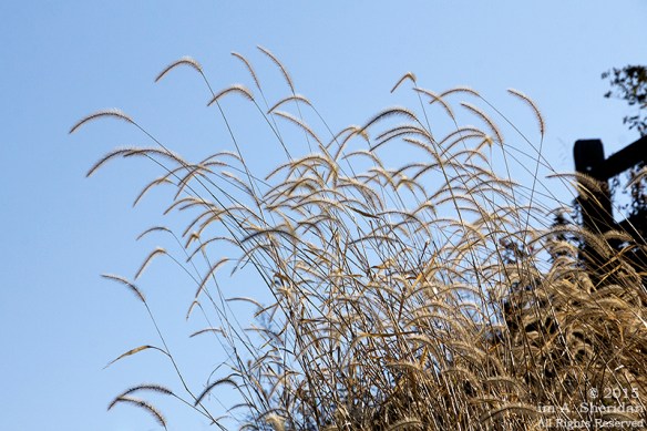 151206_PA Fort Mifflin_7855acs