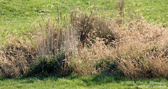 151206_PA Fort Mifflin_7873acs