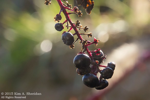 151206_PA Fort Mifflin_7875acs