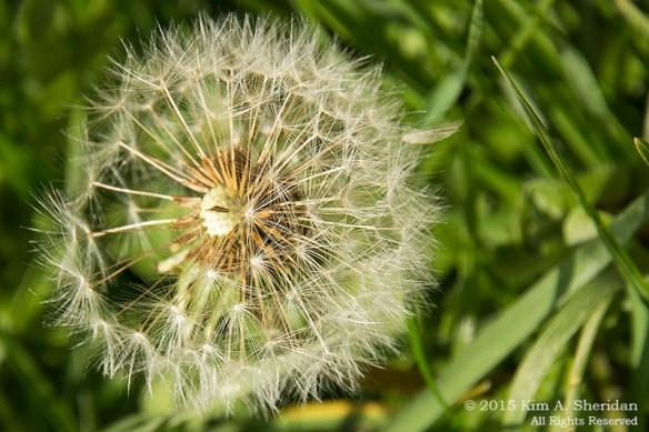 151206_PA Fort Mifflin_7908acs