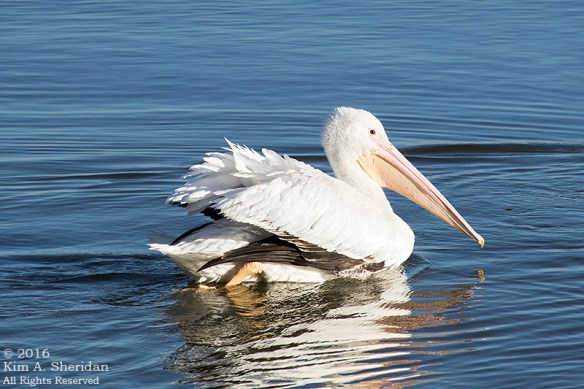 151223_TX White Rock Lake_4007acs