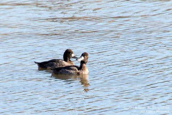 151223_TX White Rock Lake_4203acs