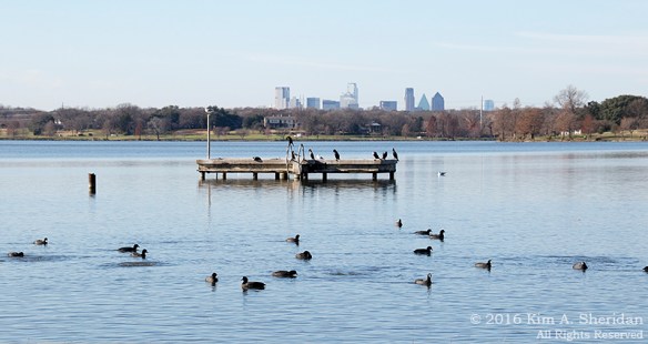 151225_TX White Rock Lake_4406acs