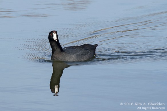 151225_TX White Rock Lake_4486acs