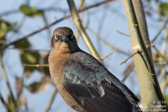 151225_TX White Rock Lake_4521acs